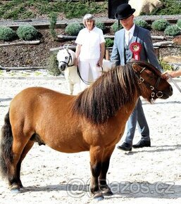 Shetland pony standard