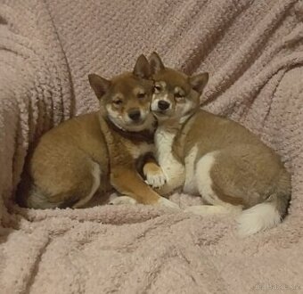 Shiba inu, fenečky a pejsek bez PP.
