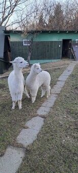 Obrázek k inzerátu: Lama alpaka
