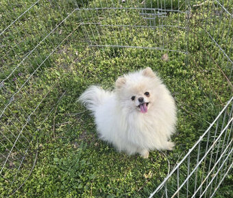 Pomeranian holka