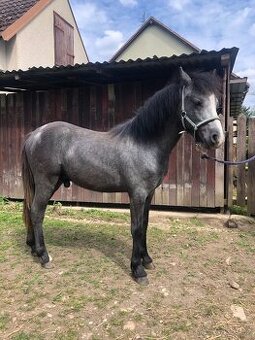 Pony hřebeček WPBr