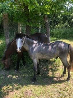 Pony hřebeček WPBr- NOVÁ CENA