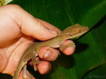 Gekon páskovaný (Gekko vittatus)