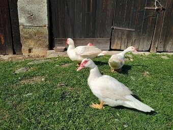 Kachna pižmová - kachny i kačeři