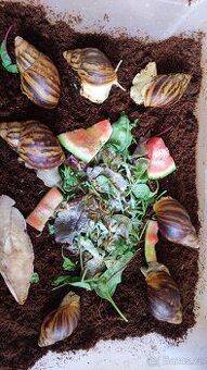 Archachatina marginata sururalis