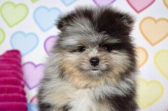 Pomeranian s PP