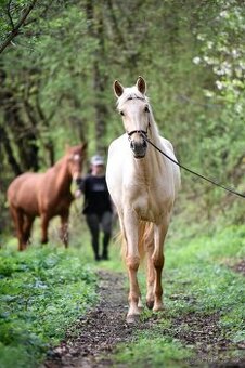 Lusitano klisna 2 letá