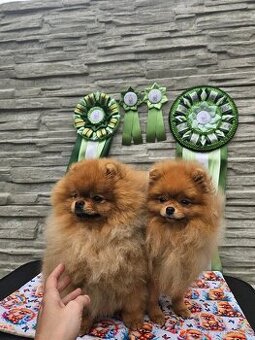 Pomeranian s PP FCI - chovná fena a pes