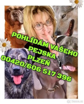 Pohlídám vašeho pejska