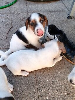 ❤️❤️Jack russel teriér❤️❤️