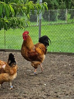 Hempsirka velká měděně červená kmen 5,1