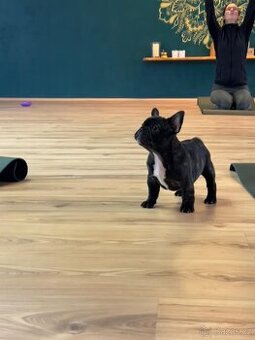 Francouzský buldoček s PP