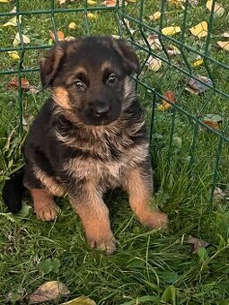 Německý ovčák - štěňata