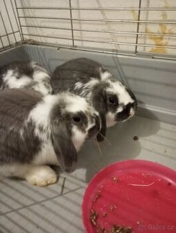 Zakrslý beránek králíček