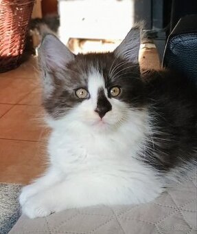 Mainská mývalí koťátka s PP