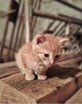 Zrzavé kotě kocourek