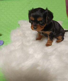 Kavalír King Charles Španěl.