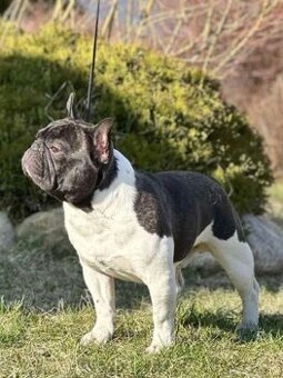 Francouzský buldoček s PP ke krytí - 1