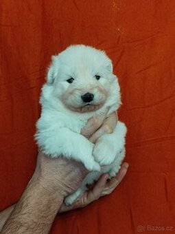 Štěňátka samojeda s PP