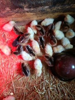 Prodám násadová vejce