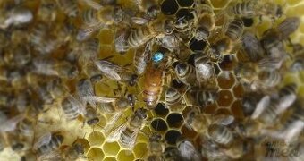 vyzimovaná včelstva - oddělky 42x27,5