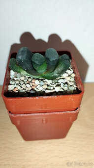 Haworthia Truncata ( sukulent )
