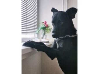 Labratdor x německý ovčák