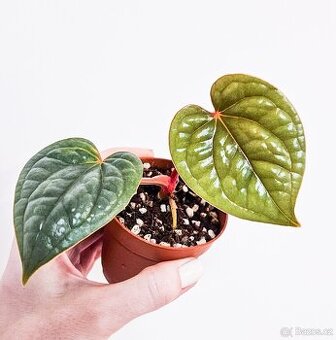 Anthurium Luxurians