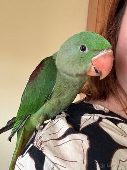 Ručně dokrmený Alexandr velký