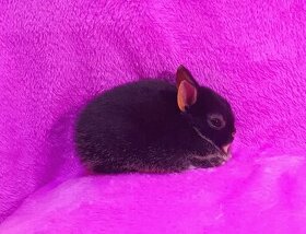 Zakrslý krátkosrstý králíček (černý tříslový)