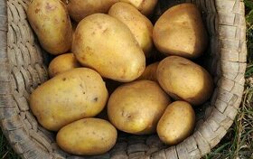 Sadbové brambory JASMÍNA