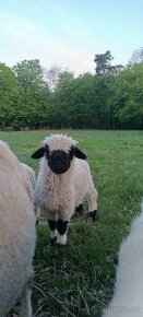 Walliserská černonosá ovca -baránek