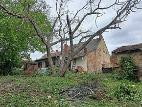 Daruji strom ořech, ořešák