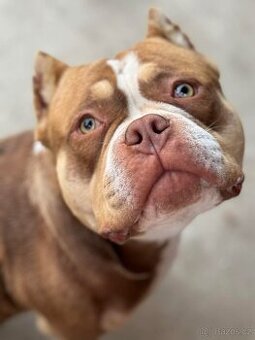 American bully kryti