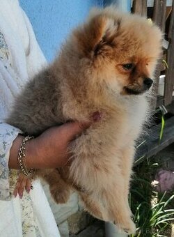 POMERANIAN - 1