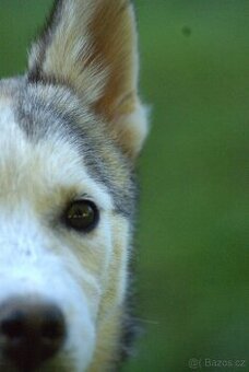 Sibírsky husky s PP