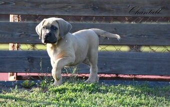 Cane Corso štěňata s FCI PP