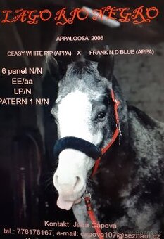 Připouštění Appaloosa hřebcem