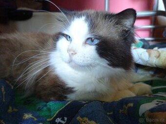 Ragdoll