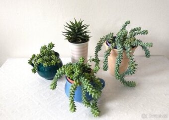 Sukulenty - Sedum, Harworthia