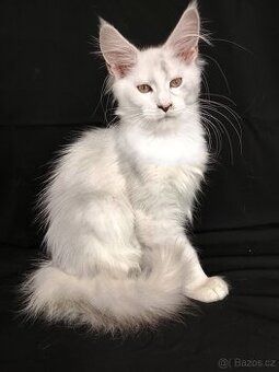 Mainská mývalí s PP