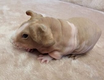 Skinny morče sameček s PP