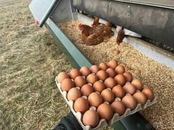 Čerstvá vajíčka Hradec Králové