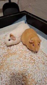 Morčata, 2 samičky