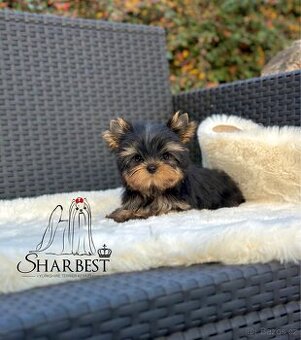 Jorkšírsky teriér s PP FCI, fenečka