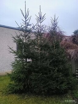 Vánoční stromky - 10ks smrčků