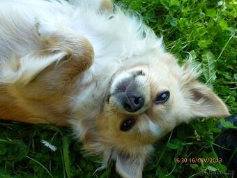 Čivava dlouhosrstá