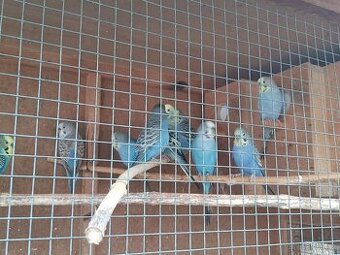 Andulky rok 2025 - okroužkované