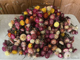 Sušené slaměnky - nádherné dekorativní květy