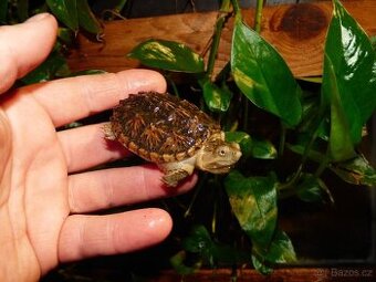 Kajmanka dravá (Chelydra serpentina)